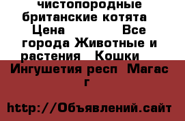 чистопородные британские котята › Цена ­ 10 000 - Все города Животные и растения » Кошки   . Ингушетия респ.,Магас г.